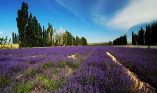 伊犁薰衣草 伊犁薰衣草